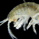 An amphipod